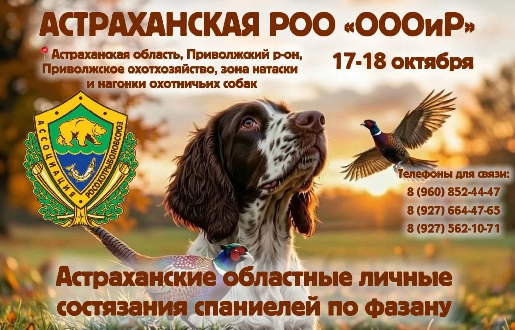 Афиша Астраханских областных личных состязаний спаниелей по фазану 17–18 октября