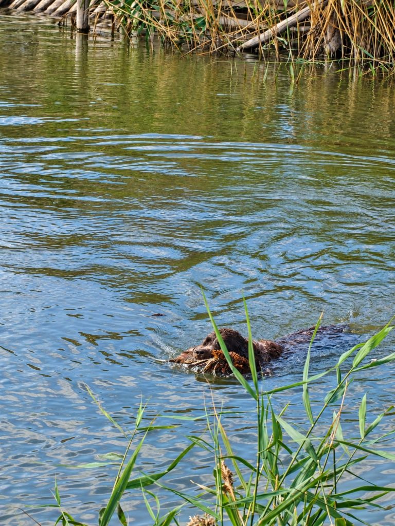 Подача птицы с воды